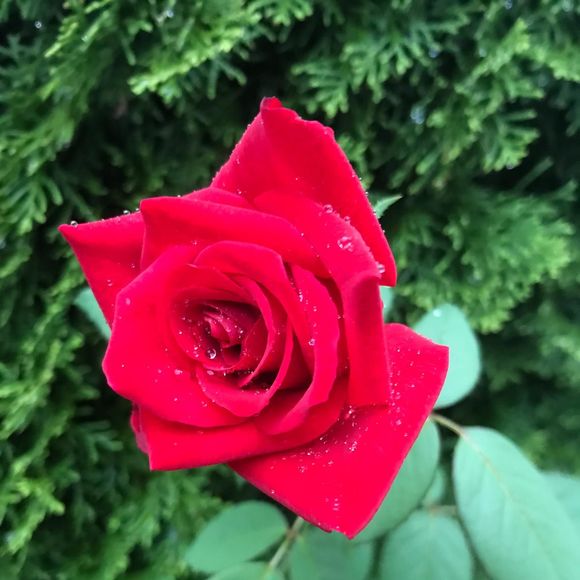 Meet your Posher, Renata - Picture 1 of 1